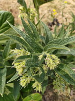 Consoude (photo Mrugala F., Lens,  juil 2023)(1)